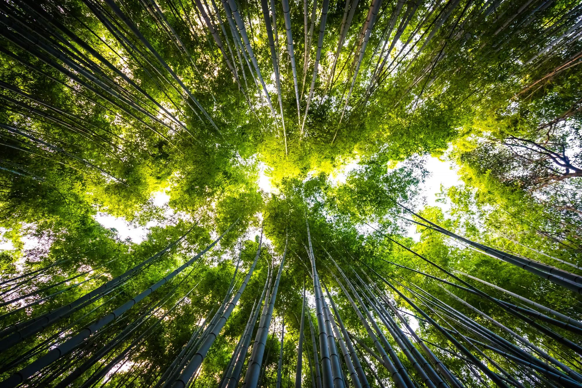 Sustainability